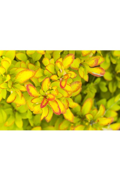 Листя Барбариса тунберга Лімончелло